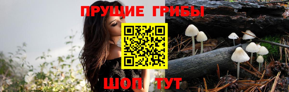Дивногорск  Псилоцибиновые грибы прущие грибы  дарнет шоп  Вход с VPN 